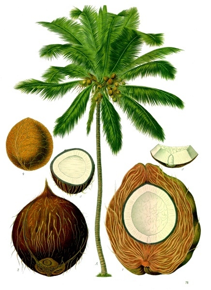 Cocos_nucifera_-_Köhler–s_Medizinal-Pflanzen-187