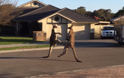 A real Kangaroo Kickboxing Match